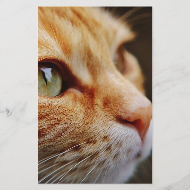Papelería Cara determinada de un gato jengibre (Anverso)