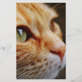 Papelería Cara determinada de un gato jengibre