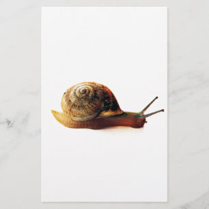 Papelería caracol