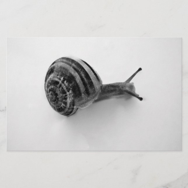Papelería caracol B&W (Anverso)
