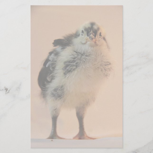 Papelería Chick feo (Anverso)