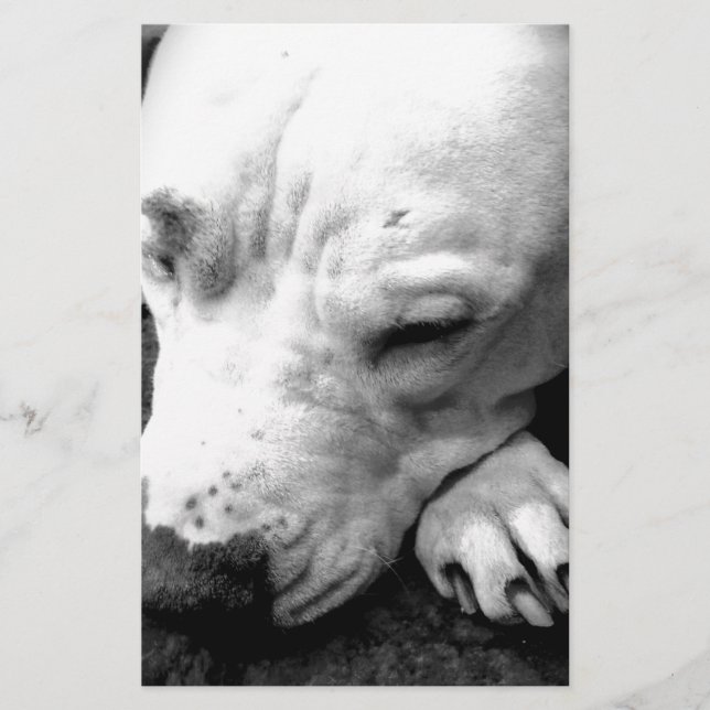 Papelería cicatriz de harry potter perro pit bull blanco (Anverso)