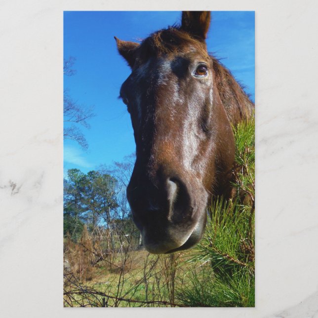 Papelería Cielo azul de caballo marrón y crema (Anverso)