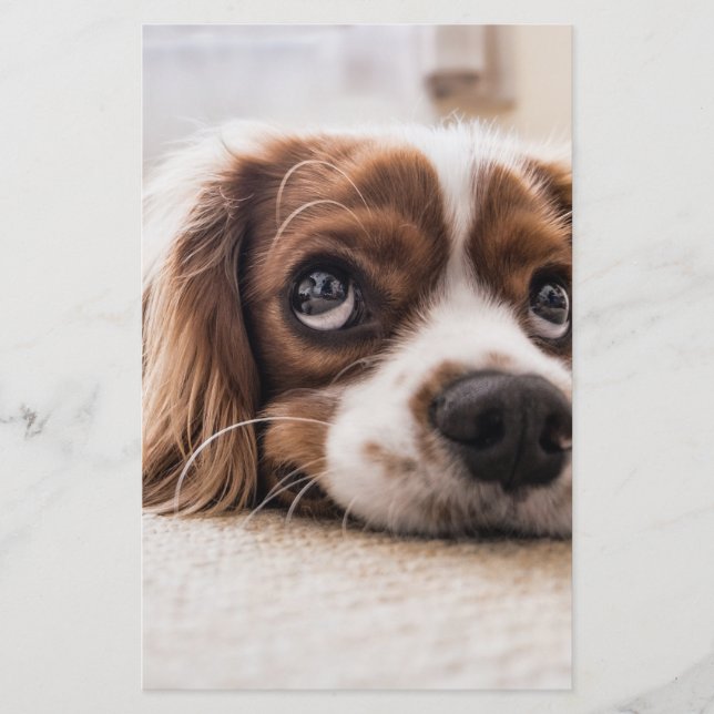 Papelería Cocker Spaniel Dog de ojos tristes (Anverso)