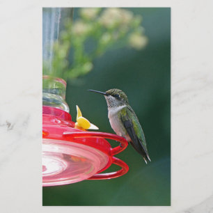 Papelería Colibrí