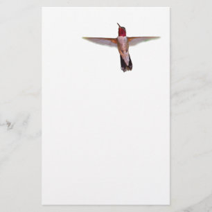 Papelería colibrí en vuelo