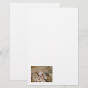 Papelería Comfy Chihuahua Stationery