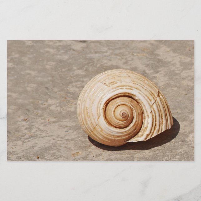 Papelería Concha marina (Anverso)