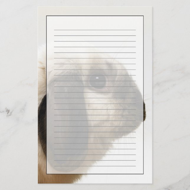 Papelería Conejo que mira el conejo (Anverso)