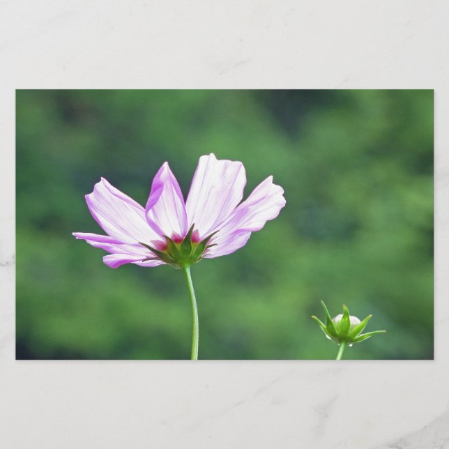 Papelería Cosmos (Anverso)