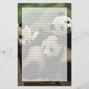 Papelería Crías de panda gigante (Ailuropoda melanoleuca)