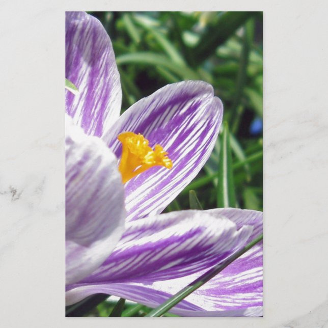 Papelería Crocus violeta de primavera (Anverso)