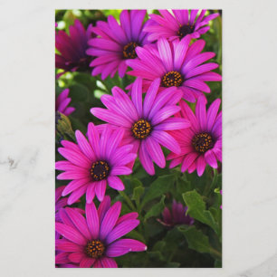 Papelería Daisy africano púrpura
