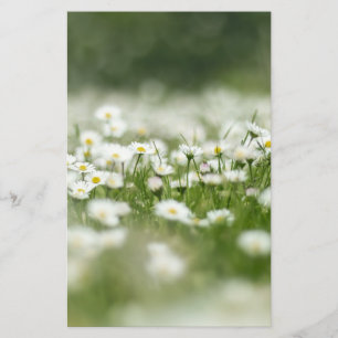 Papelería Daisy Meadow