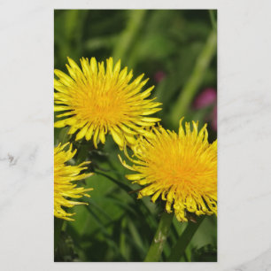 Papelería Dandelions