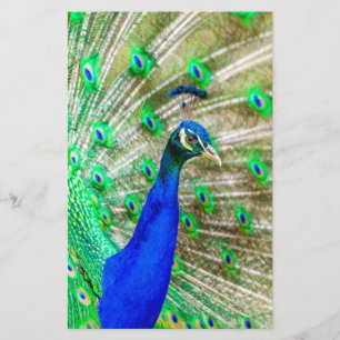 Papelería Desplome de pavo real