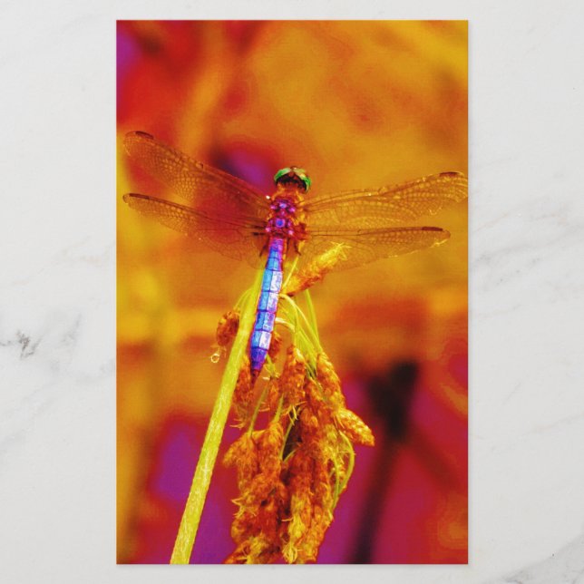Papelería Dragonfly arcoiris sobre ámbar y fuschia (Anverso)