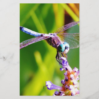Papelería Dragonfly verde azulado y púrpura