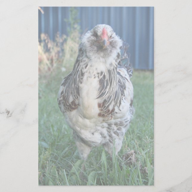 Papelería Easter Egger Rooster (Anverso)
