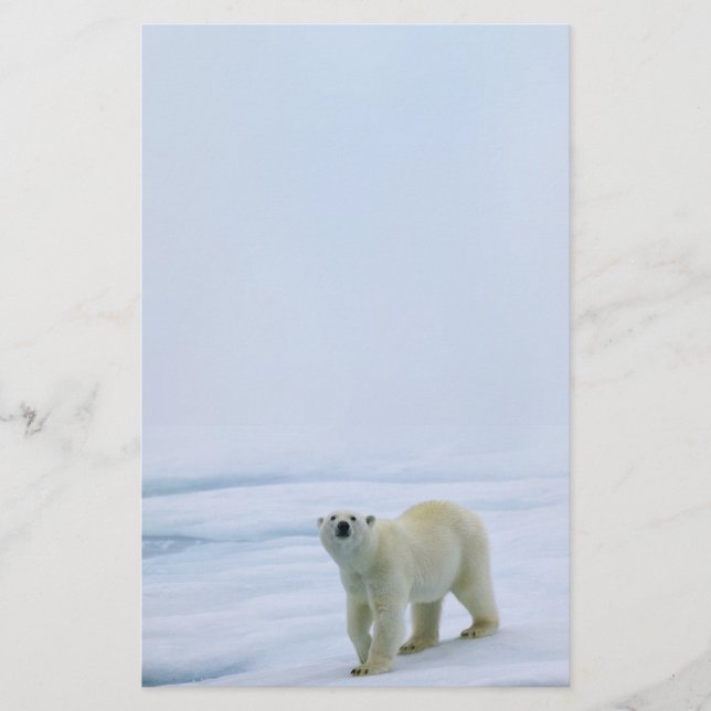 Papelería Efectos de escritorio del oso polar (Anverso)