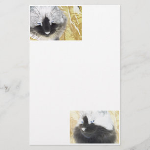 Papelería Efectos especiales del gato