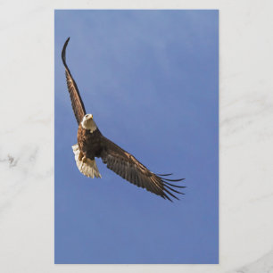 Papelería El águila calva