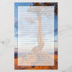 Papelería El árbol se aferra en la repisa, parque nacional