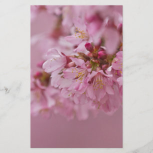 Papelería El cerezo sakura florece con reflexiones rosa páli
