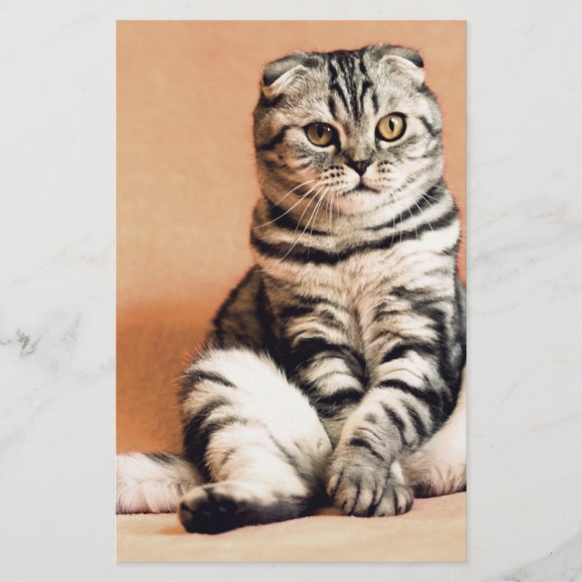 Papelería El Gatito Cute Se Extiende (Anverso)