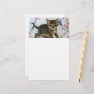 Papelería El Gatito De Tabby Cuyo Asombro Parece