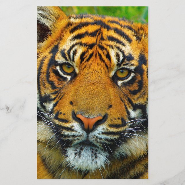 Papelería El último tigre (Anverso)