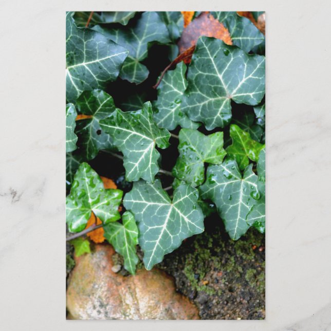 Papelería Elegante boho de piedra de campo marfileño (Anverso)