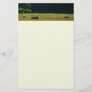 Papelería Elk Meadow en el parque nacional de Redwood