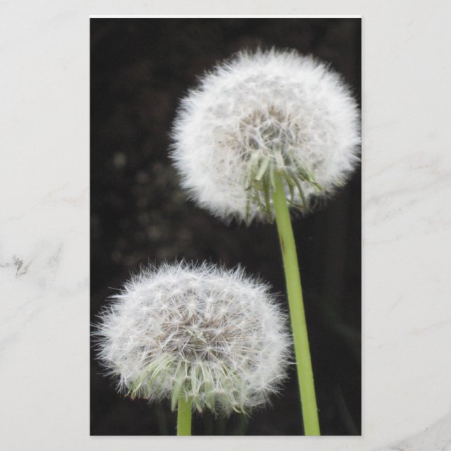 Papelería Estacionería - Dandelions (Anverso)