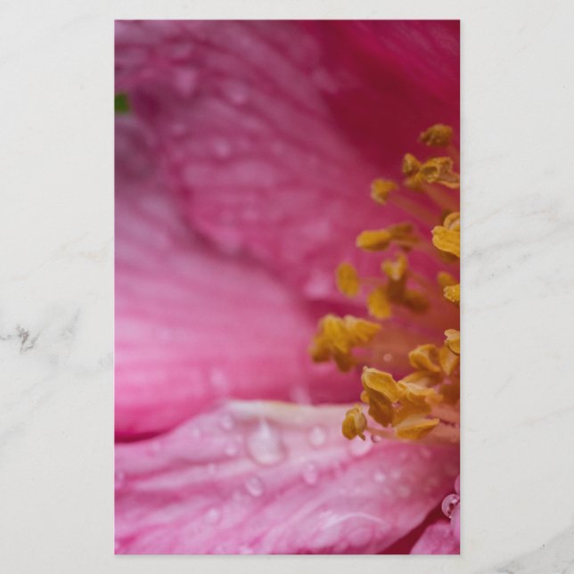 Papelería Estambres de flores de camellia rosa (Anverso)