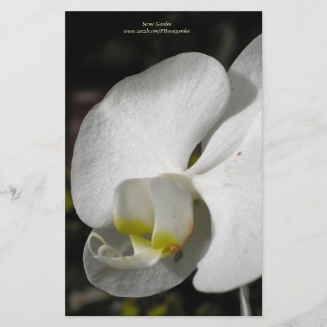 Papelería Esteranía personalizada de orquídeas blancas de se (Anverso)