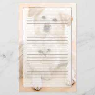 Papelería Estudio tirado de gato y de perro