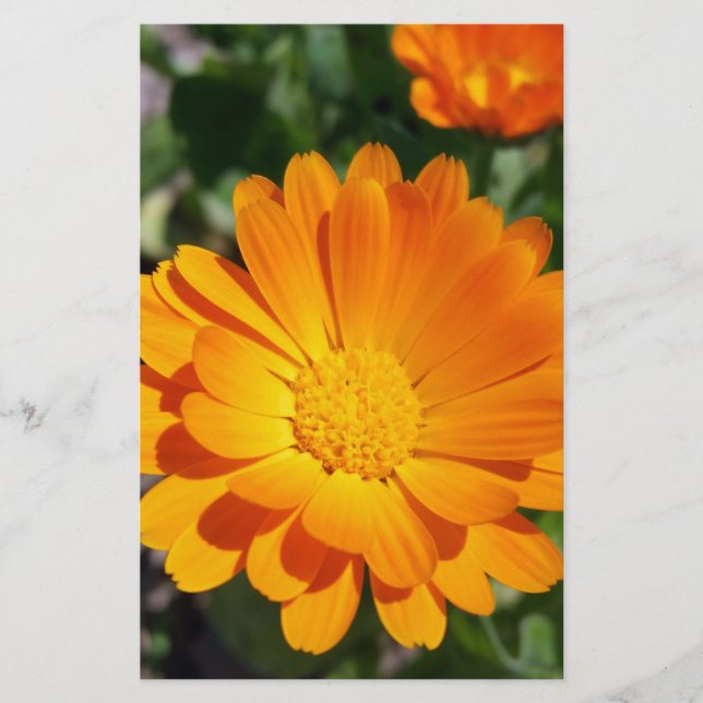 Papelería flor de marisco (Anverso)