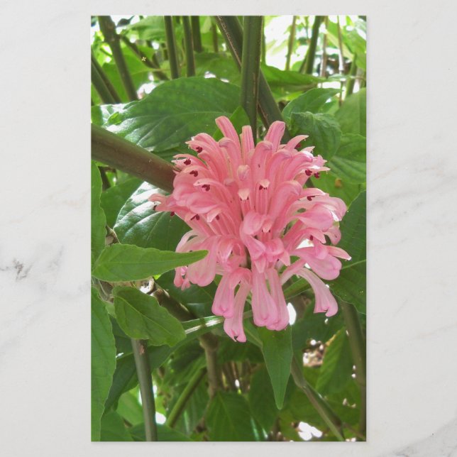 Papelería Flor de plumas brasileña (Anverso)