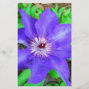 Papelería Flor morada de clematis