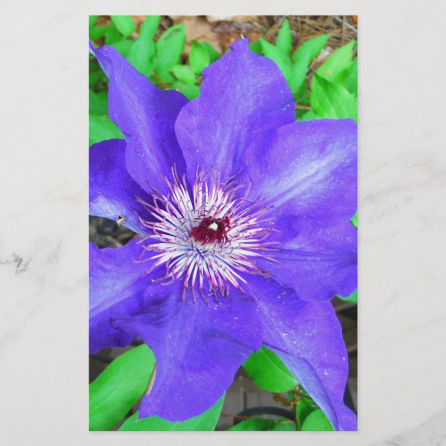 Papelería Flor morada de clematis (Anverso)