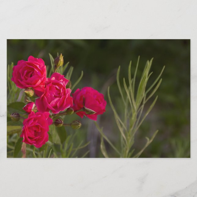 Papelería Flor rosa (Anverso)