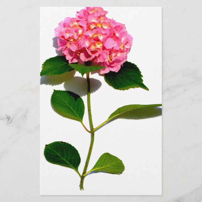 Papelería Flor rosa Hydrangea rosa flor rosa floral (Anverso)
