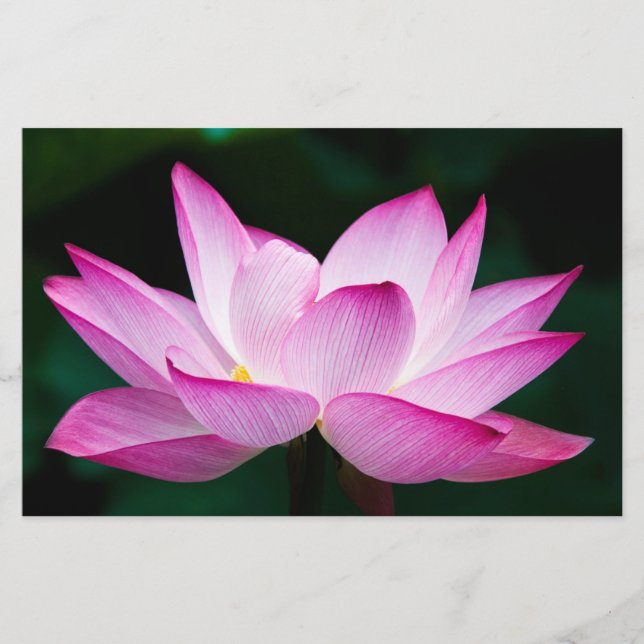 Papelería Flor rosa Lotus (Anverso)