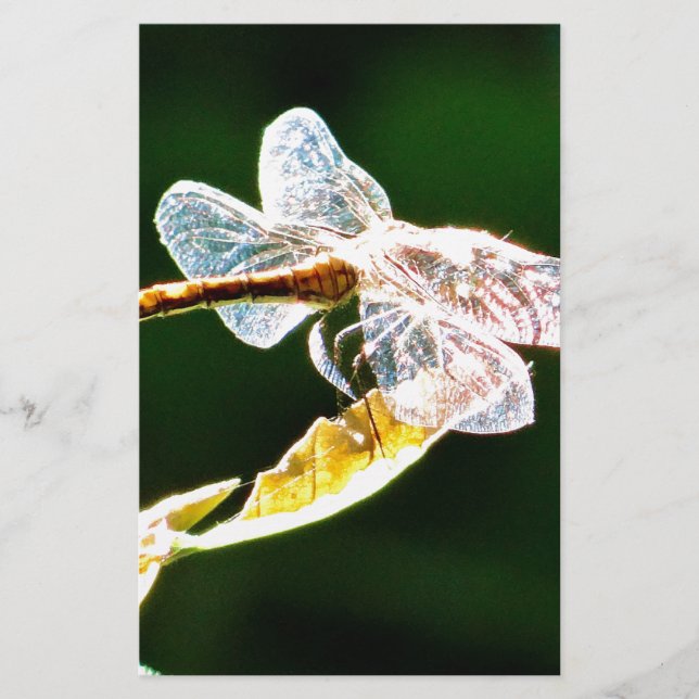 Papelería Flora de dragón transparente (Anverso)