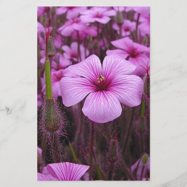Papelería Floral hermoso (Anverso)
