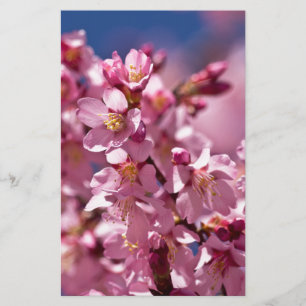 Papelería Florecimiento de cerezo sakura besado por la luz d
