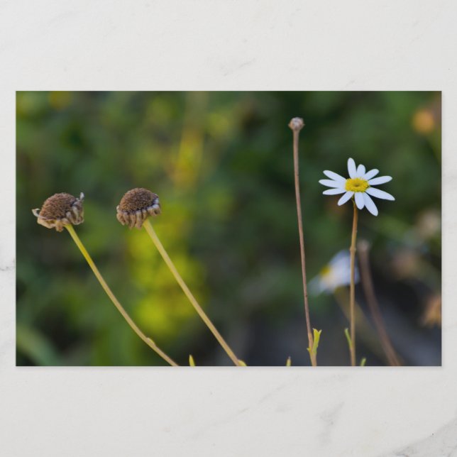 Papelería Flores (Anverso)
