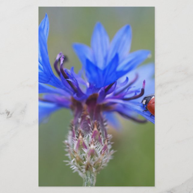 Papelería Flores azules Ladybug Peace Love Destine Art Vine (Anverso)