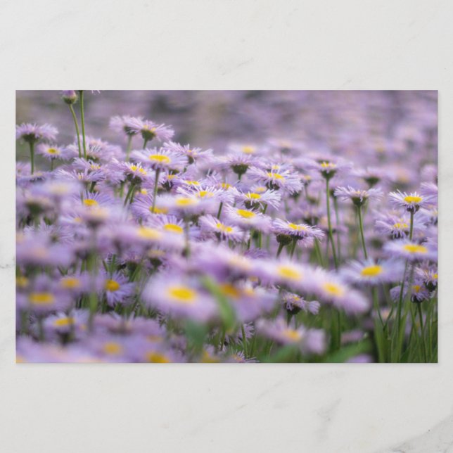 Papelería Flores de Aster Púrpura (Anverso)
